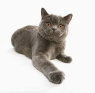 british_shorthair
