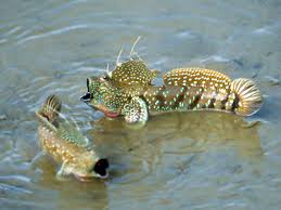 Mudskippers