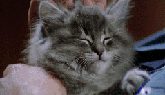 The Tao Of Kitten Head Scratching