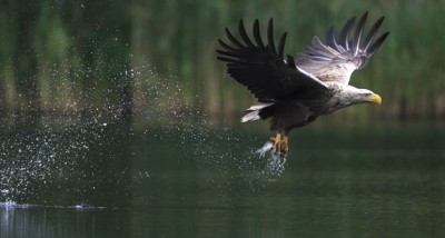 SEA-EAGLE-Action-01