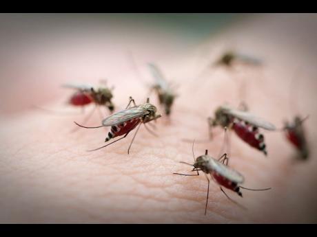 VetDay-CadoganMosquitoes