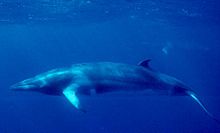 220px-Minke_Whale_(NOAA)