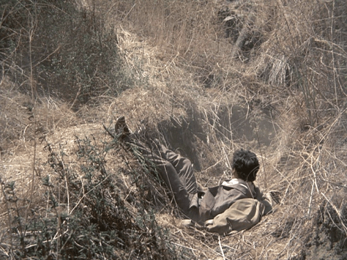 Greenhouse Jungle hill fall