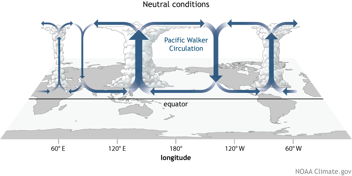 Walker_neutral